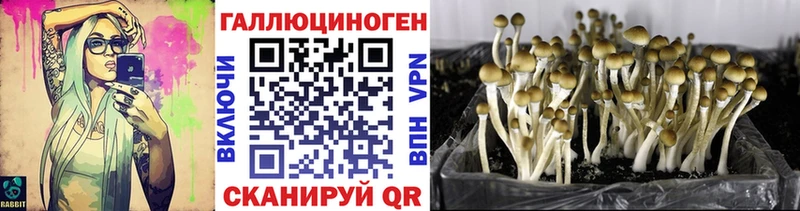 где купить наркотик  Петрозаводск  Галлюциногенные грибы Psilocybe 